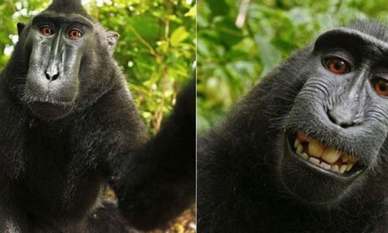Wikipedia delete deze foto niet want 'de aap heeft copyright'