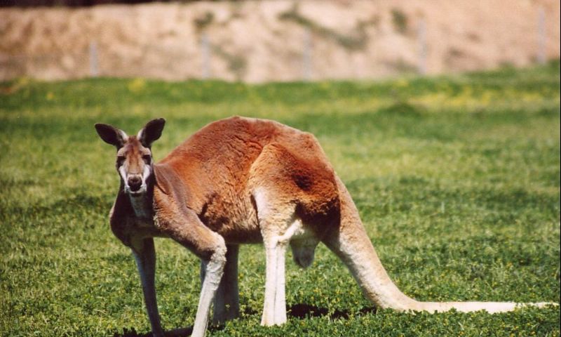 Australisch algoritme: Iers is geen Engels