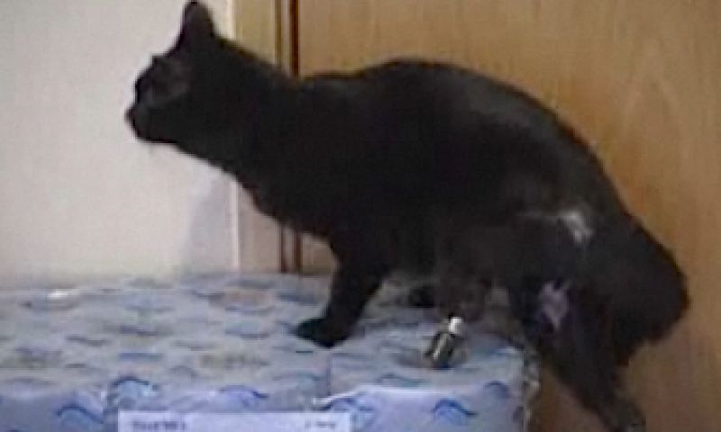 Kat krijgt bionische protheses