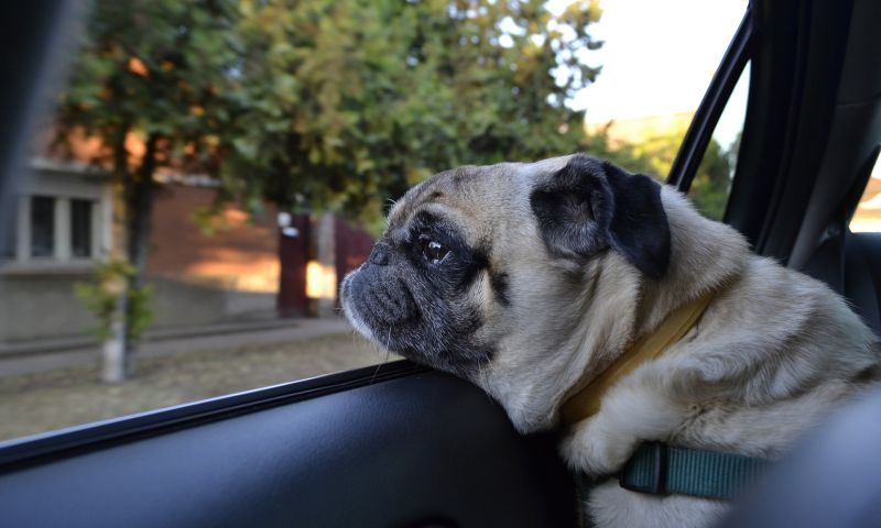 uber huisdier taxi huisdieren hond kat cavia konijn pets