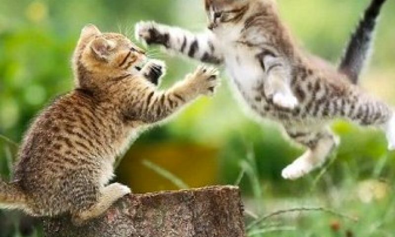 Tumblr versus Posterous