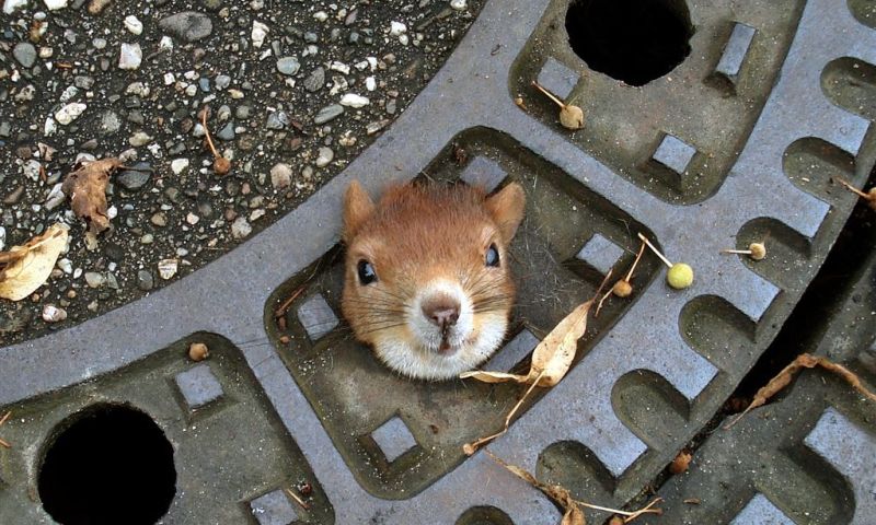 Stroom of internet plat? Het waren de eekhoorns!