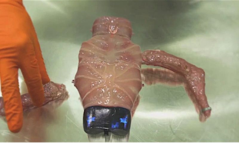 Modulaire mens Oscar wint Gouden Kalf