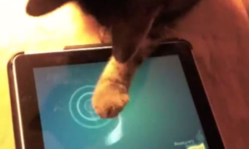 Tablet-games voor de kat 