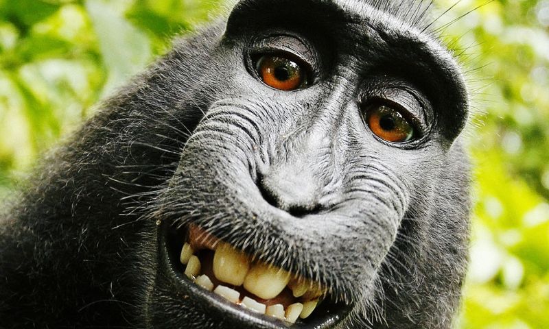 Schikking in beroemde zaak over selfie van aap
