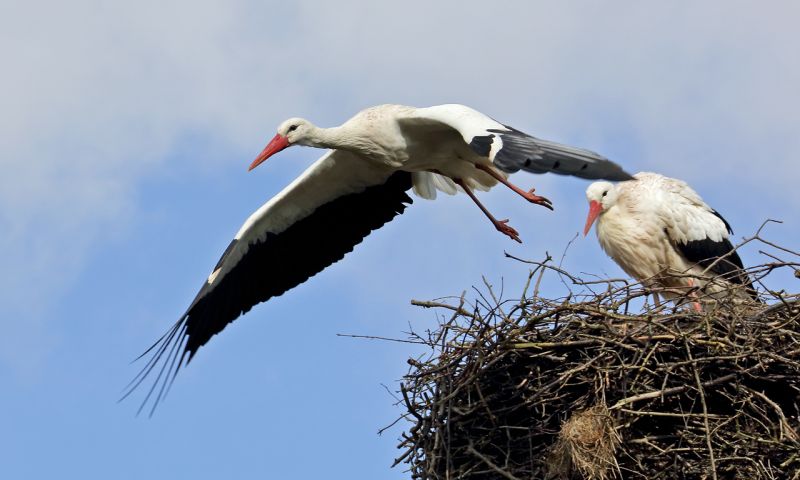 Dief steelt chip van ooievaar en belt voor duizenden euro's