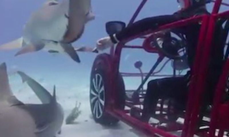 Speciale Kever rijdt onder water rond als haaienkooi