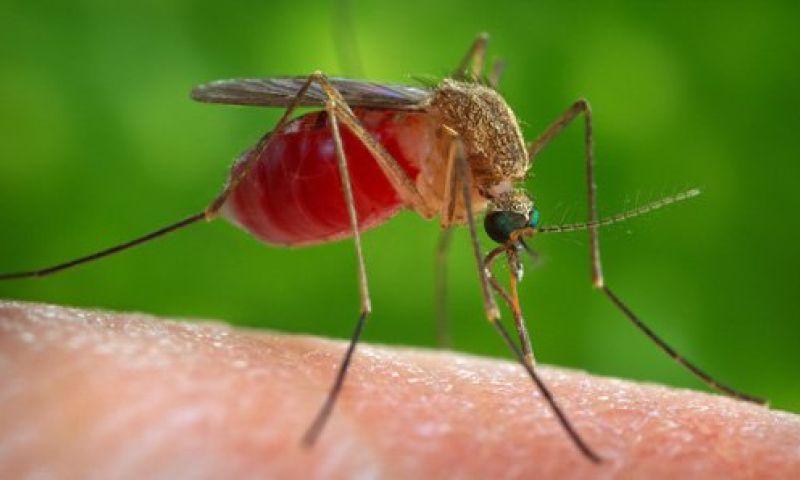 Speciale grafeenkleding beschermt tegen muggenbeten