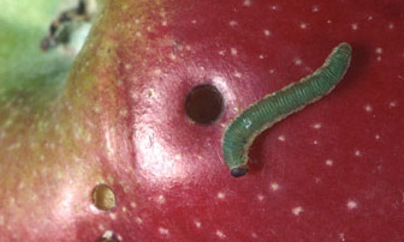 Apple komt met update tegen malware