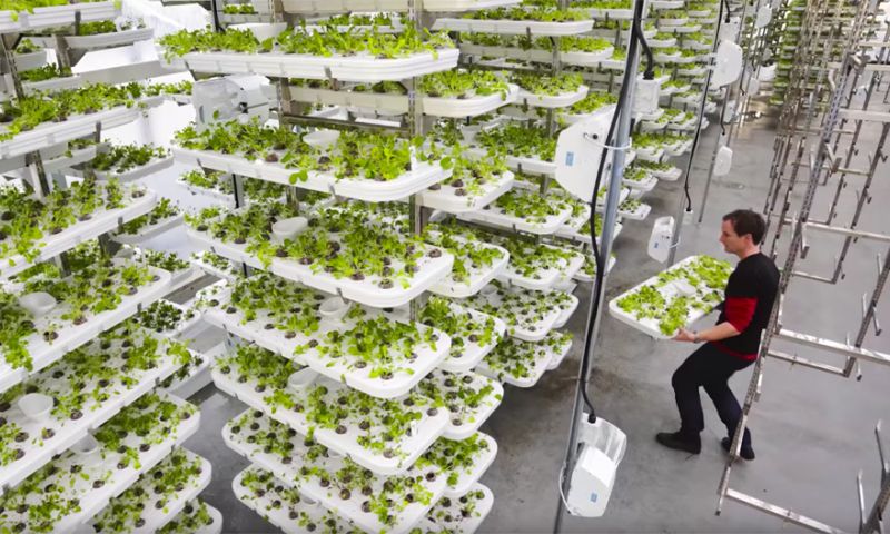 Verticale boerderij produceert 9 ton groente per jaar