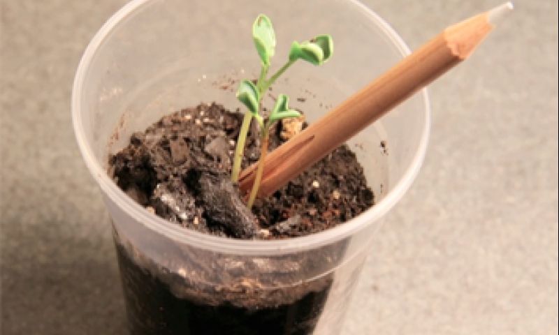 Crowdpleaser: Plant een potlood