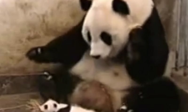 Video: de eerste 10 jaar van YouTube, een terugblik