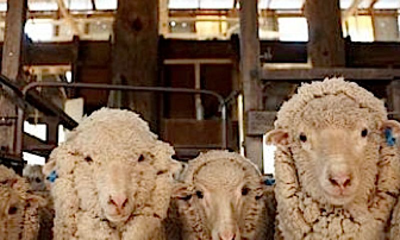 Burp, zegt het schaap