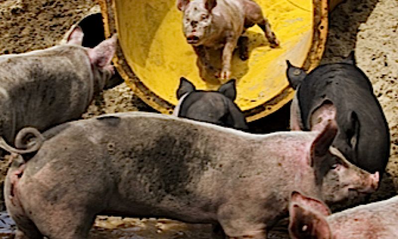 Speklapjes van de glijbaan