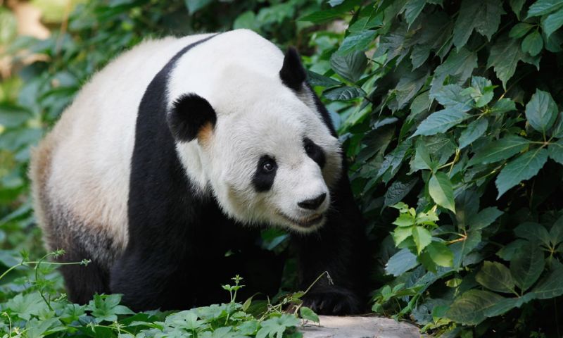 NFT WWF dieren panda bored ape opensea