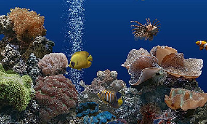 Marine Aquarium