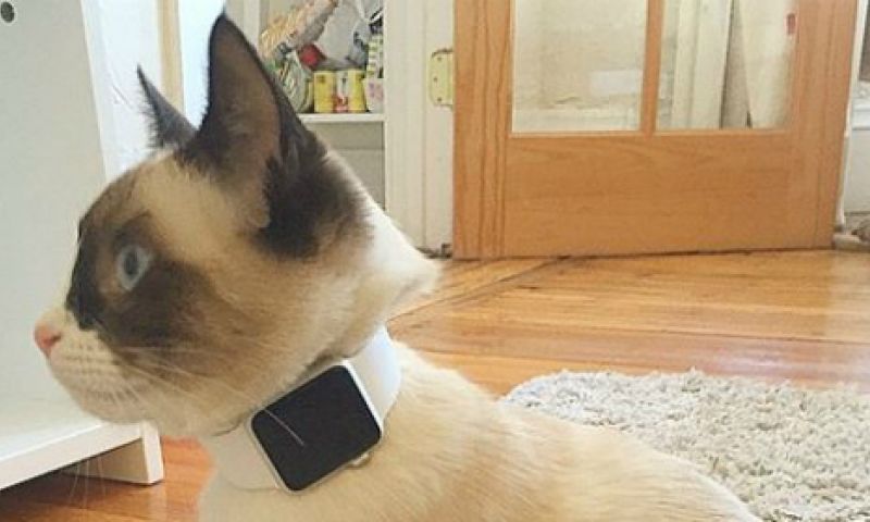 Deze katten hebben al wèl een Apple Watch