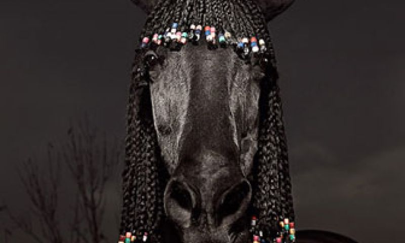 Paarden met staarten en pony's