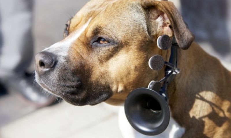 Halsband met hersenscanner geeft honden een stem