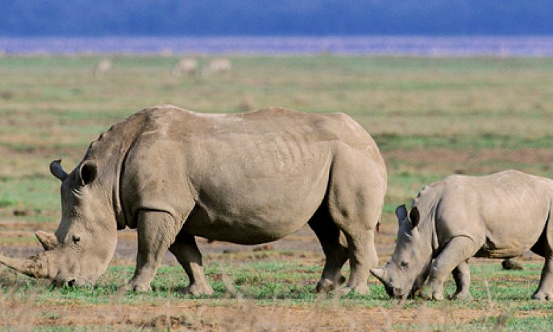 Gaan drones bedreigde diersoorten redden?