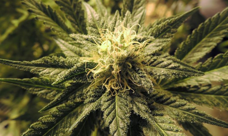 Microsoft stapt in groeimarkt: software voor tracken wietteelt