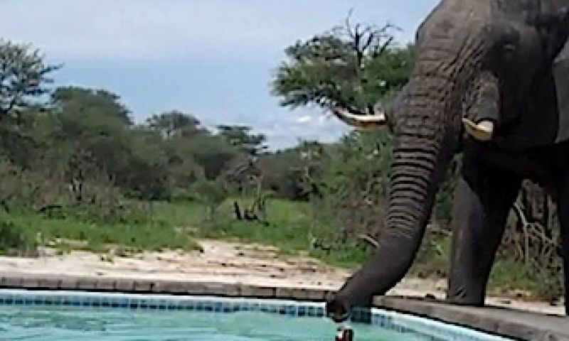 De 40 leukste filmpjes van 2012