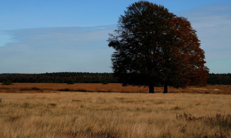 Hoge Veluwe stuurt e-choppers uit het park