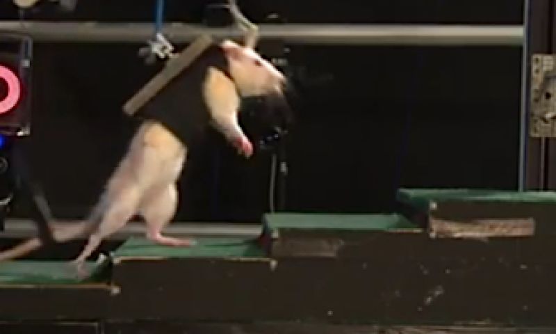 Verlamde rat leert weer lopen 