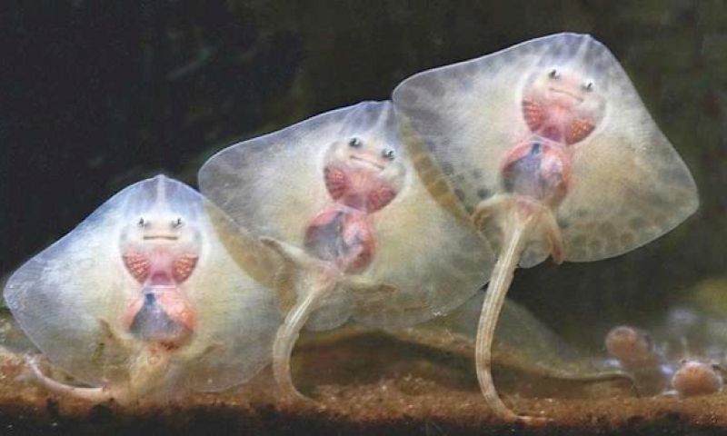 Is het soms de week van de rog?