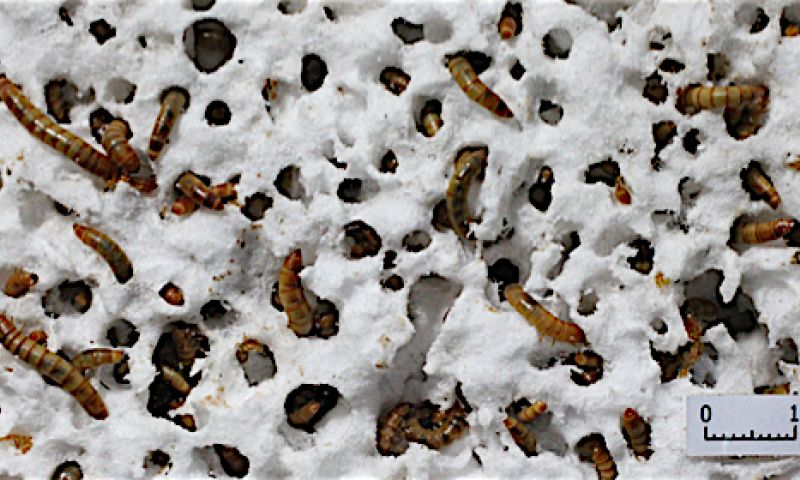 Larven van meeltor recyclen piepschuim als geen ander