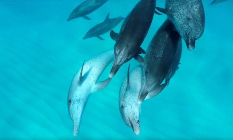VR van de week: Zwemmen met dolfijnen