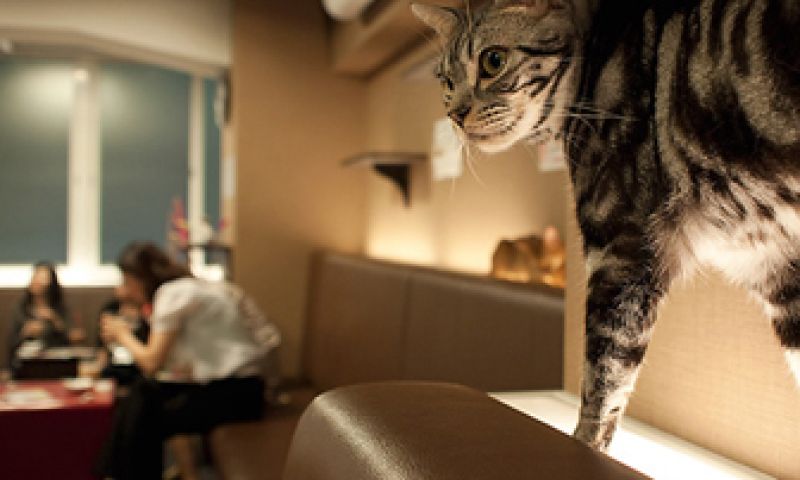 Crowdpleaser: Café vol barkatten