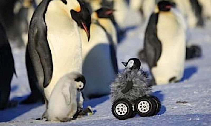 Awww, pinguïns vinden deze robotpinguïn lief