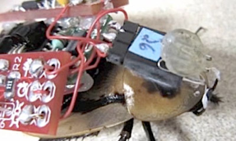 Kakkerlak als cyborg