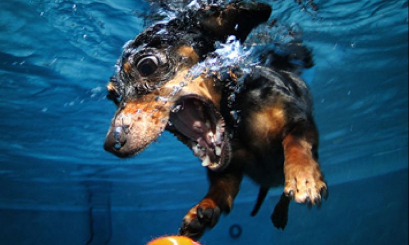 Honden worden enge monsters onder water