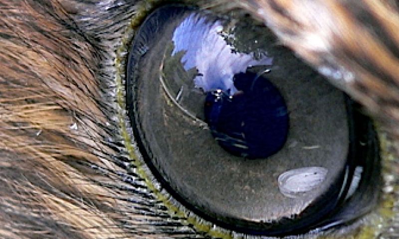 Actiegamers zien scherper