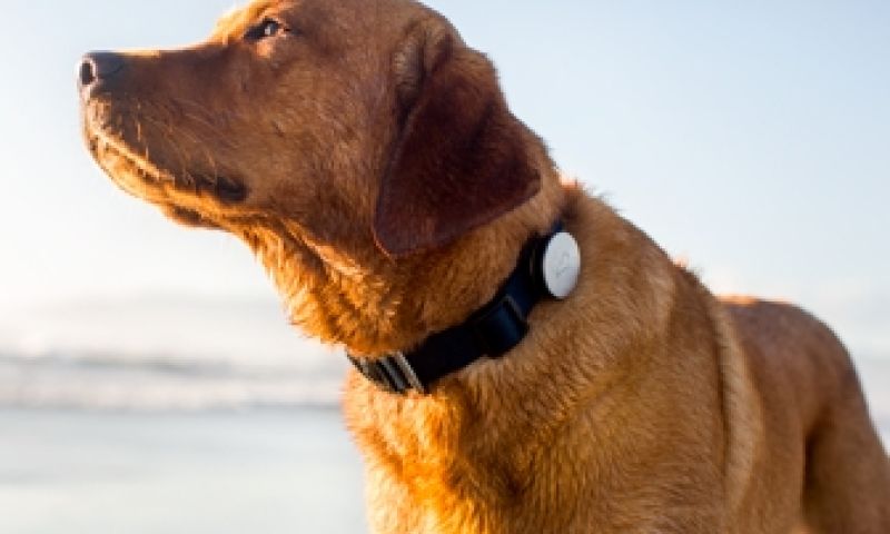 Whistle, de fitnesstracker voor je hond