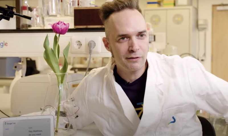 Google Tulip webby awards nederland