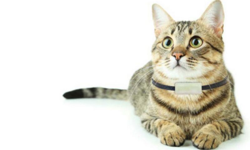Met deze halsband kan je met je kat 'bellen'