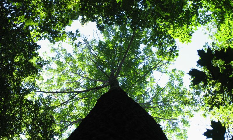 © Joseph O'Brien /Flickr