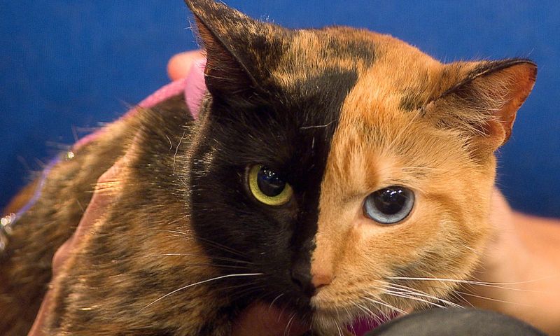 Basepaws Catkit DNA test voor je kat