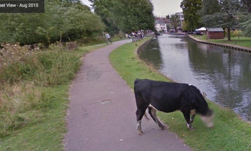 Deze koe staat anoniem op Google Streetview