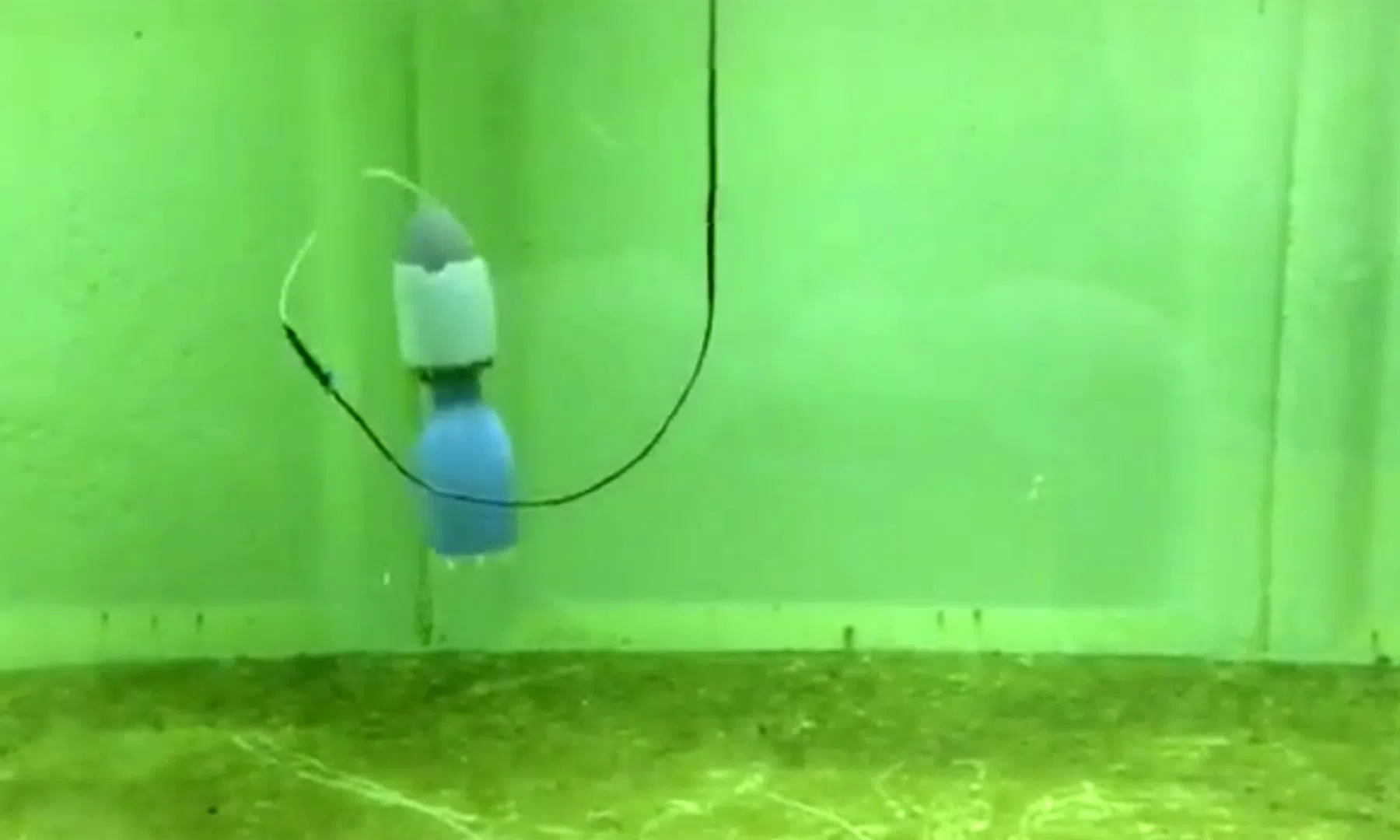 Robotkwallen helpen om bedreigde koraalriffen te beschermen