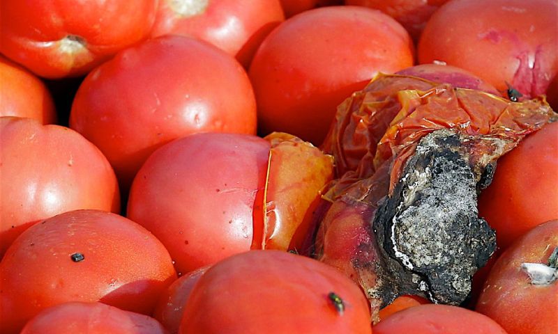 Laad je smartphone op met... rotte tomaten