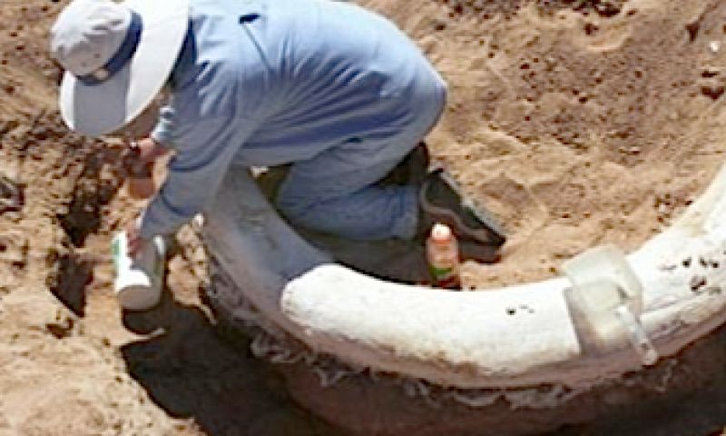 Wetenschappers hopen mammoet te klonen