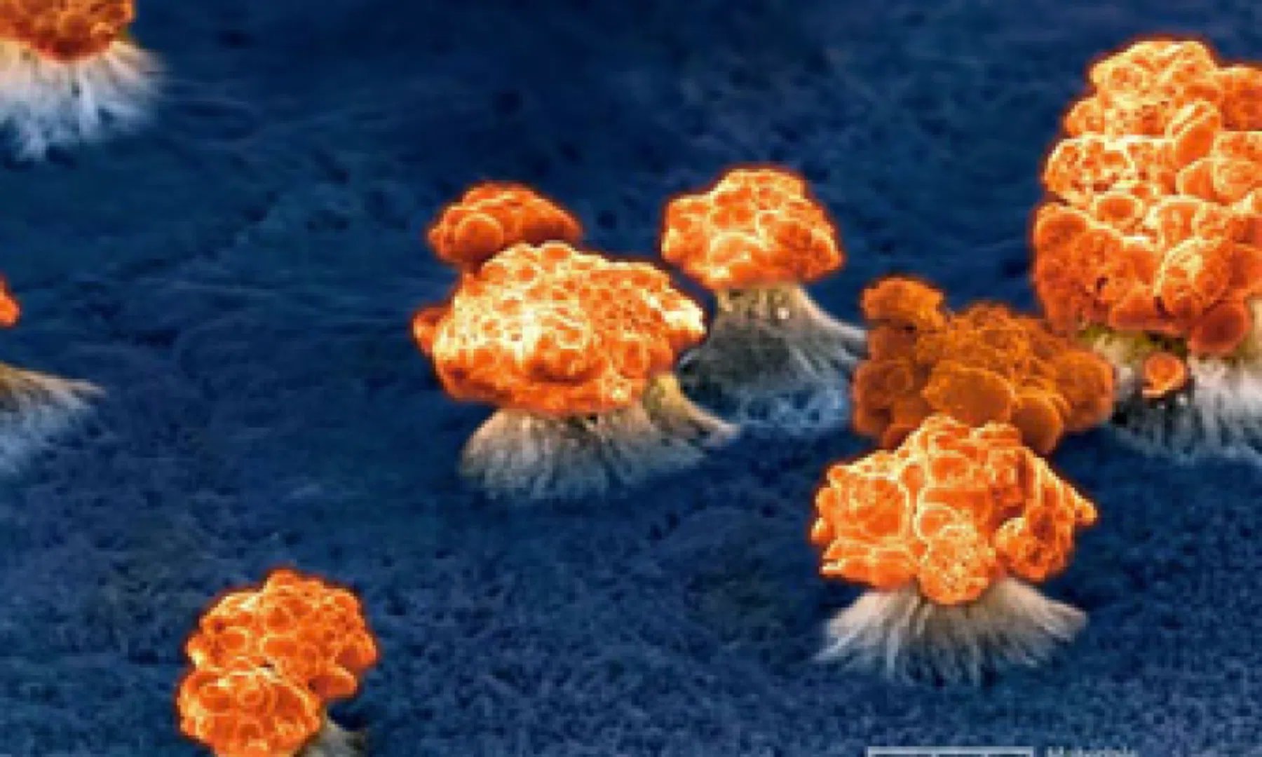 Supermarkt van de toekomst