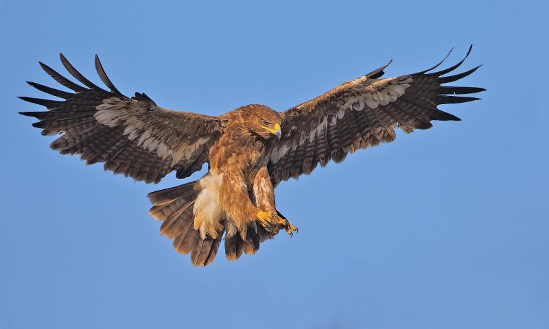 Wetenschappers bijna failliet door roamingkosten van adelaars