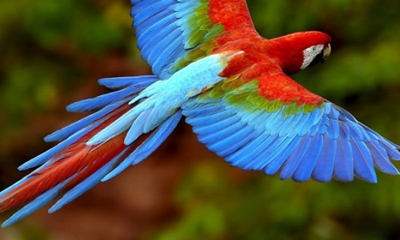 Twitter test breaking-news-papegaai