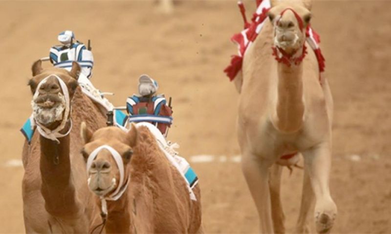 Een op afstand bestuurbare kameel