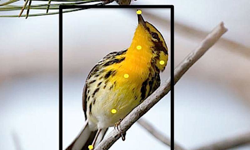 Deze site herkent de vogels op je foto's: 'doorbraak in computervisie'